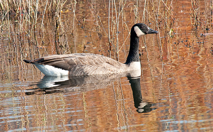 Canada Goose