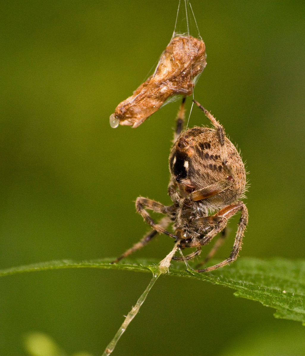 Spider with Catch 2