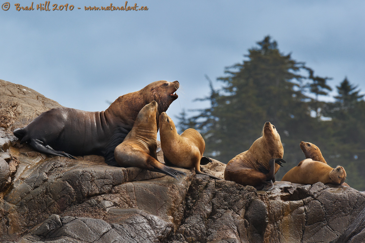 Sea Lion Envy?