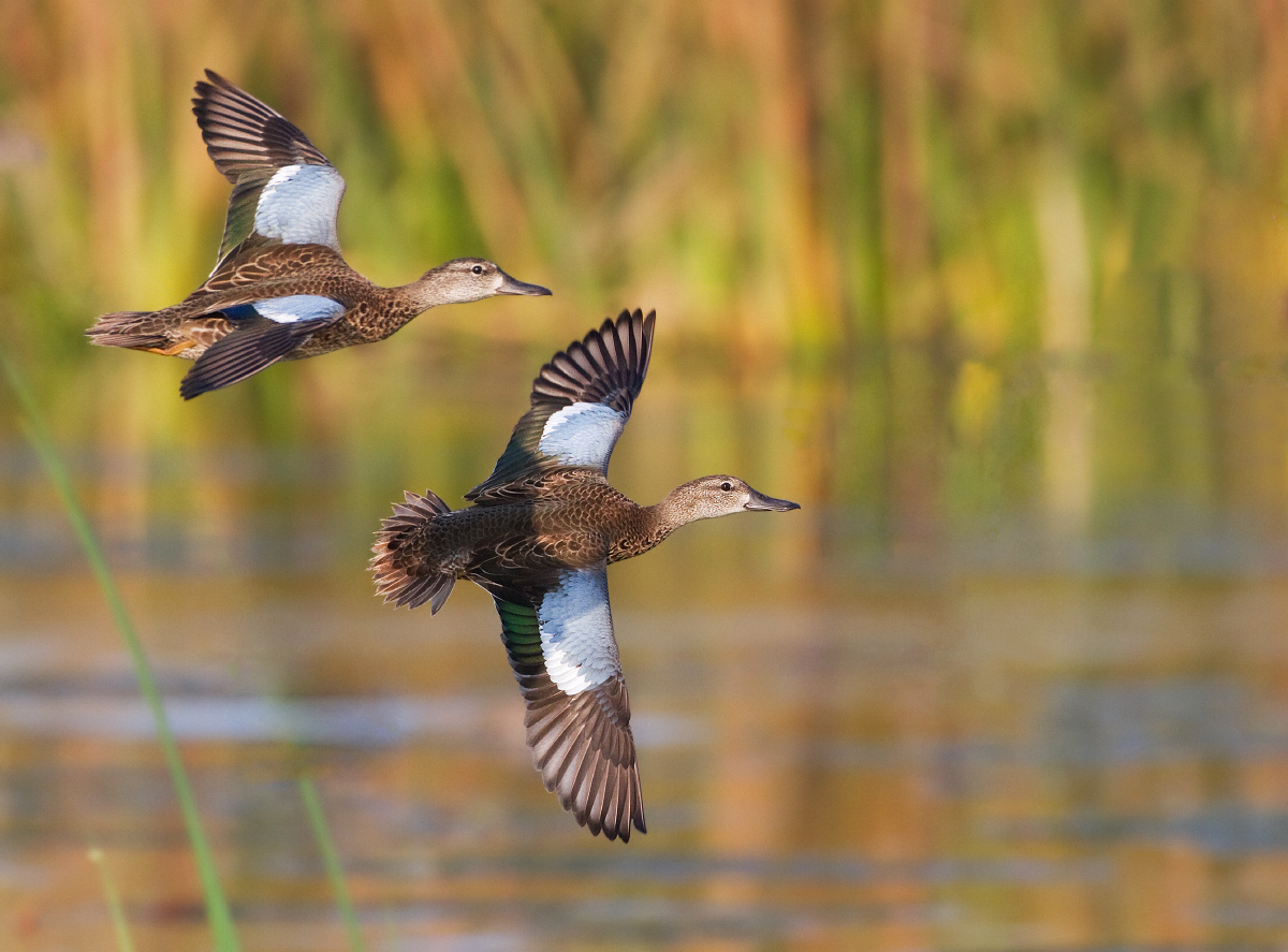 Blue-winged teal