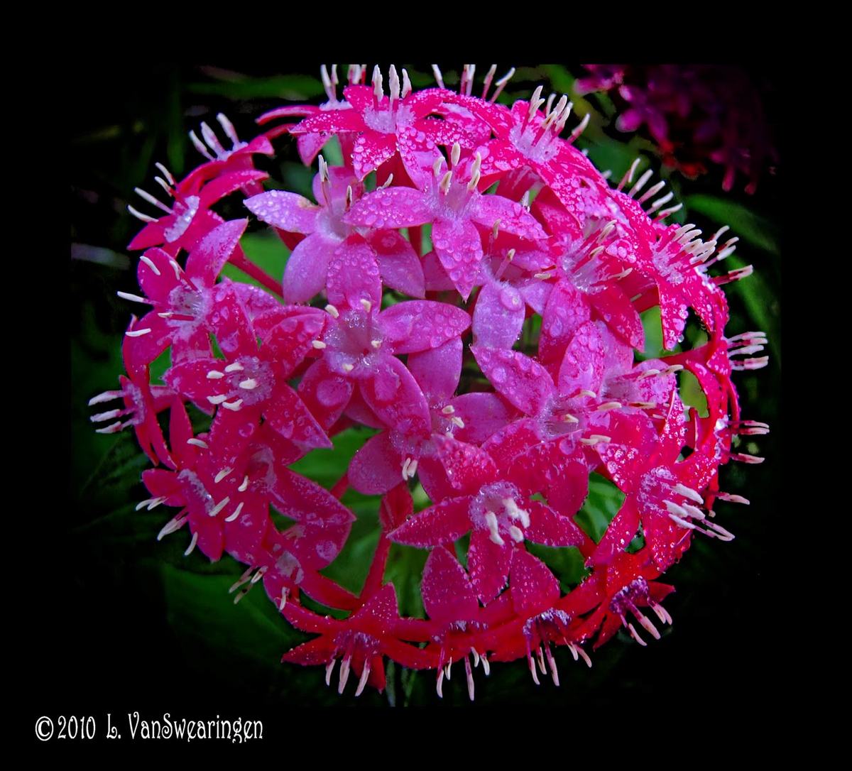 Penta Pincushion