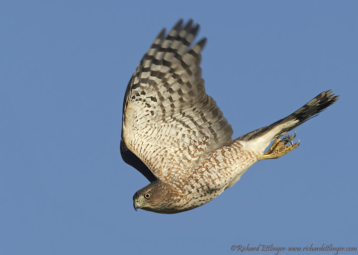 Sharp-Shined Hawk