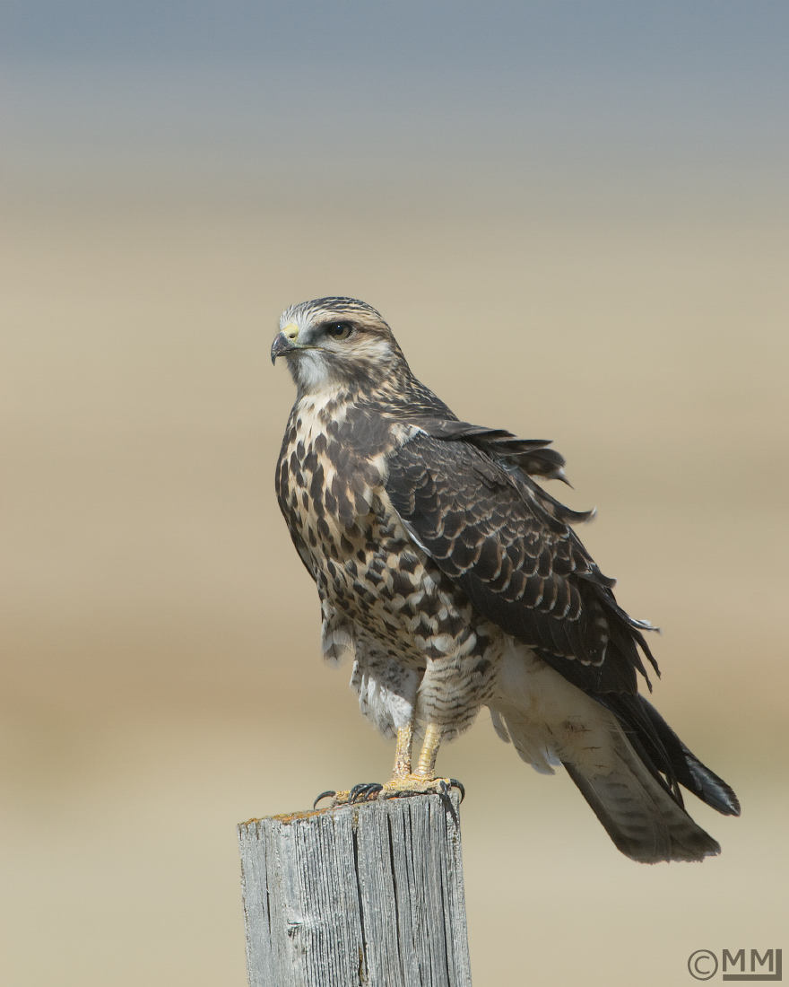 Swainson's Hawk juvenile