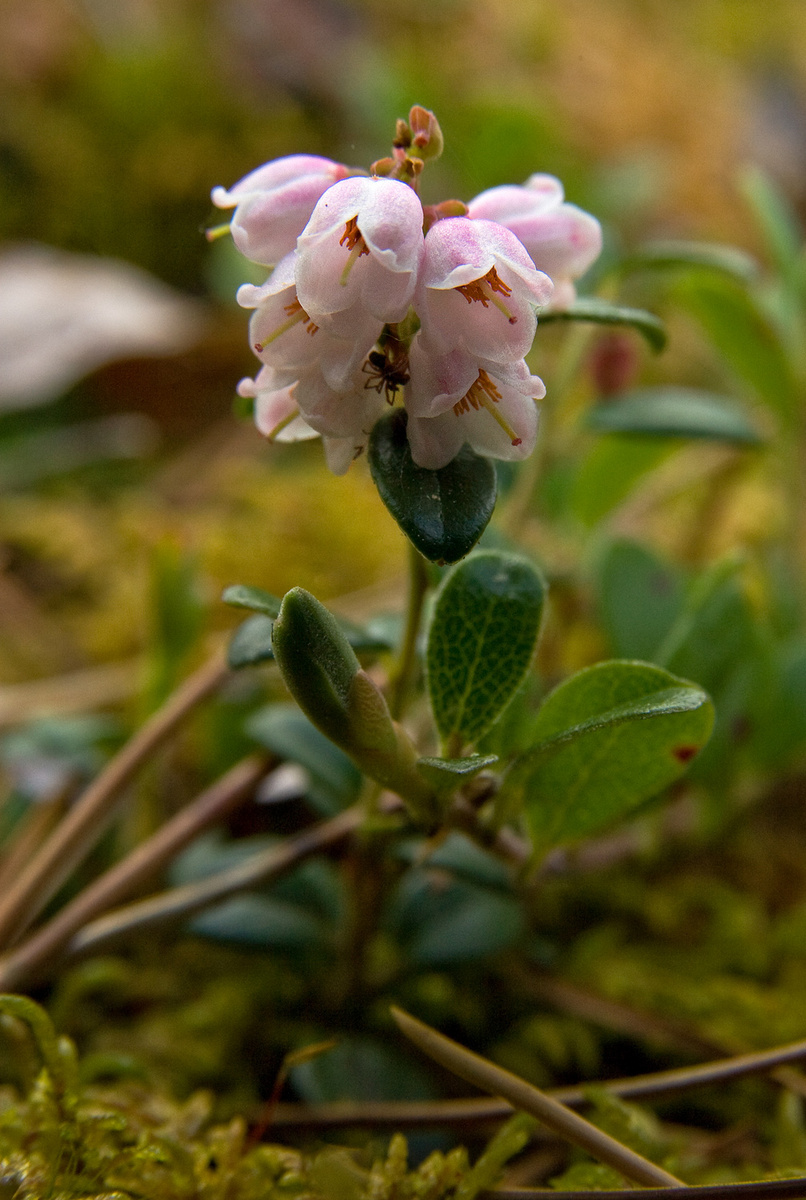 Canadian Wild Flowers