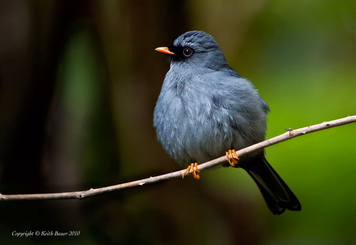 Black-Faced Solitaire