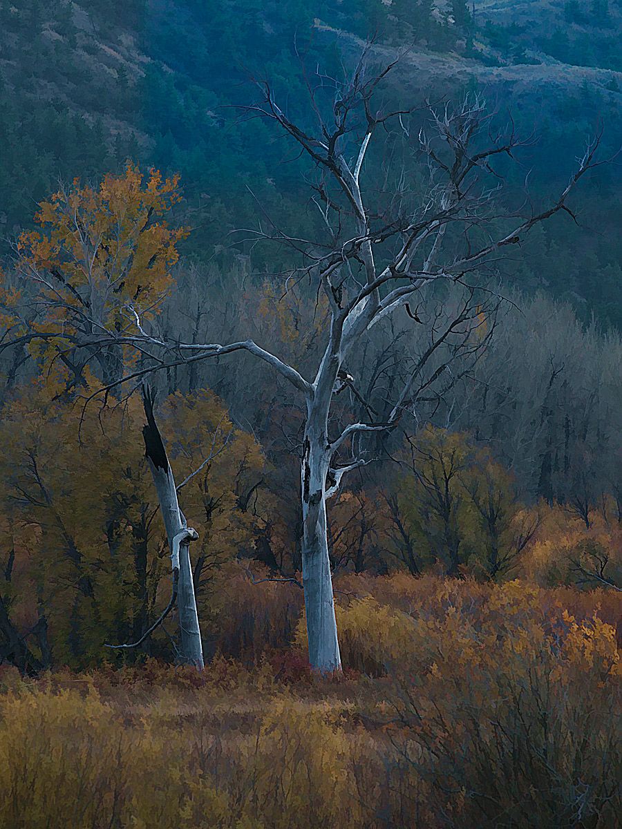 Old Cottonwoods