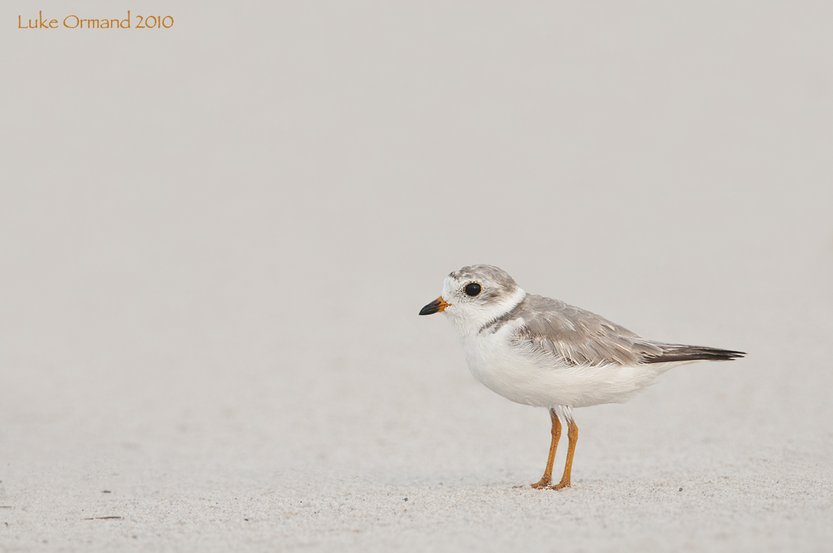 Piping Plover