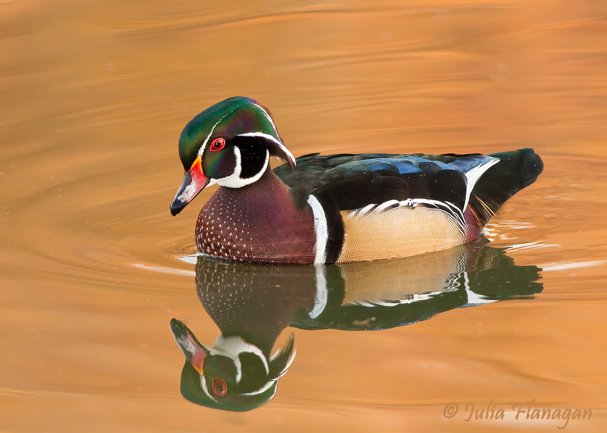Wood Duck 1