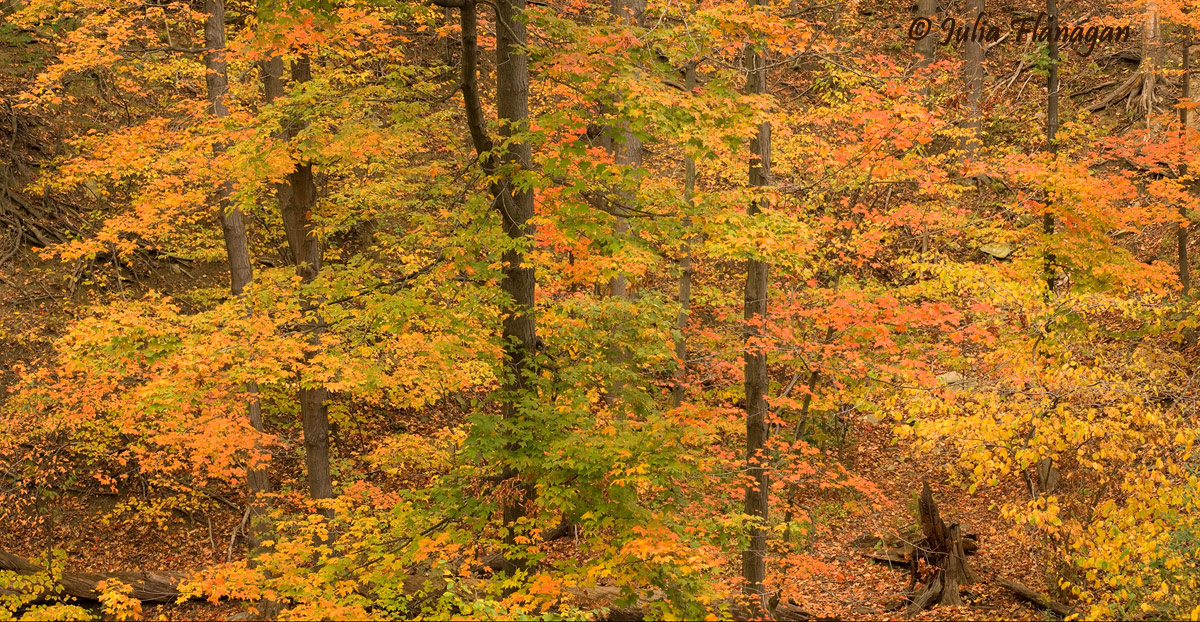 Chagrin Autumn Pano