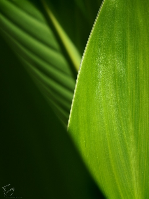 The Green Elements