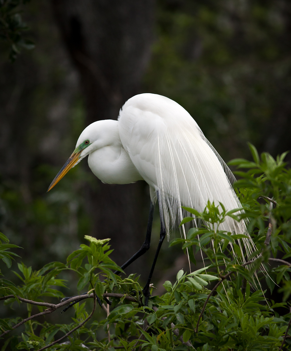 Great White Egret