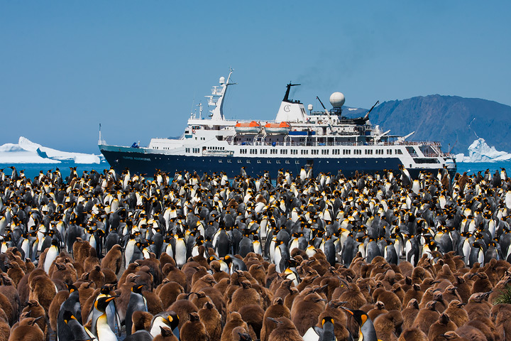Sea of Penguins