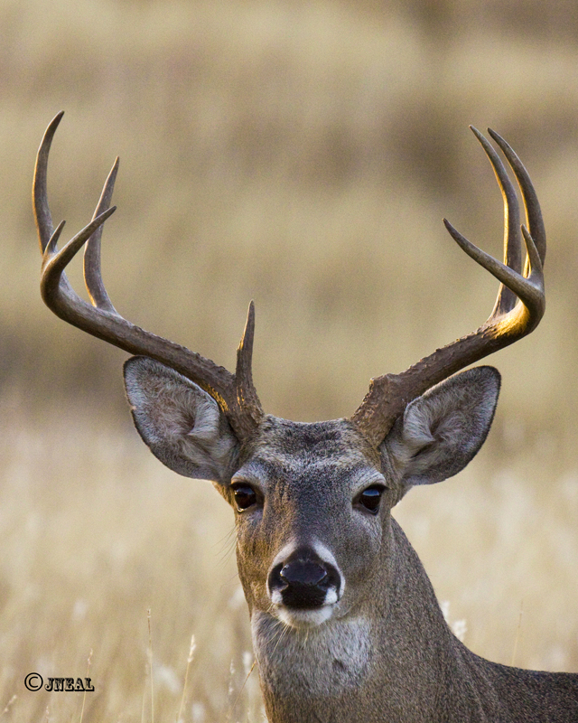 Buck Portrait