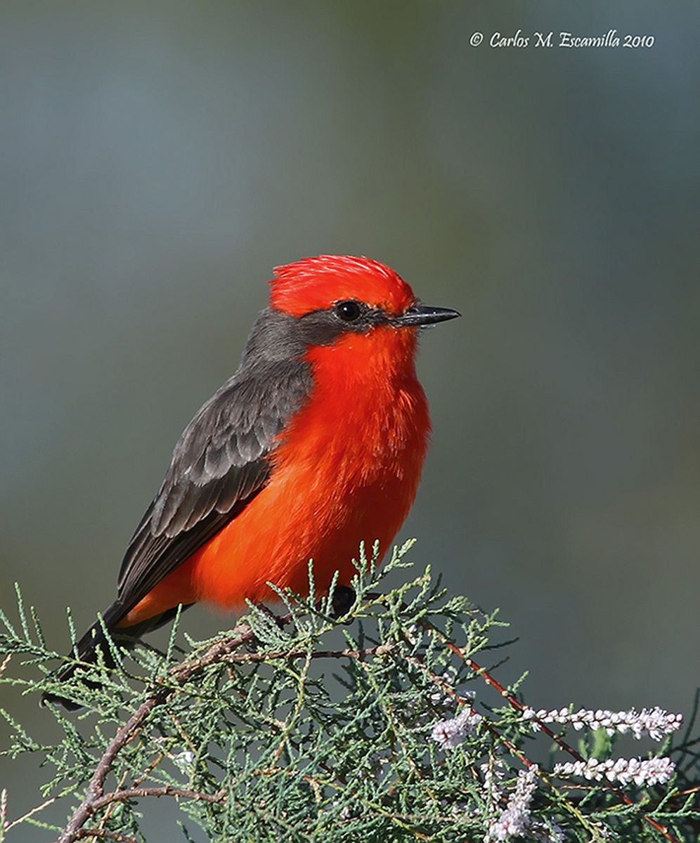 Vermillion Flycatcher