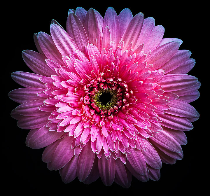 Pink Gerbera-Camera view