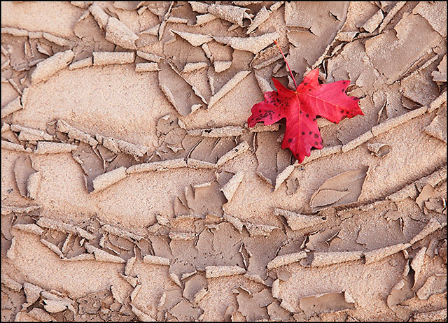 Leaf & Mud detail