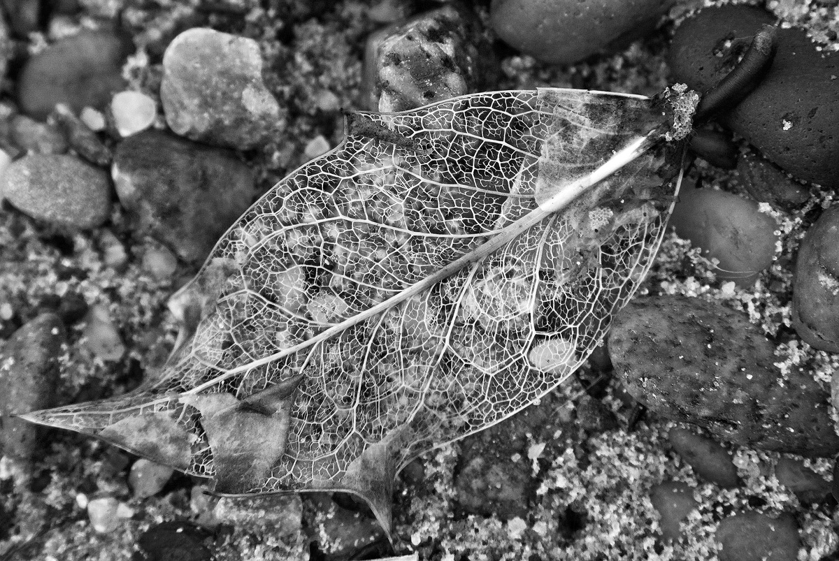 Decaying Leaf
