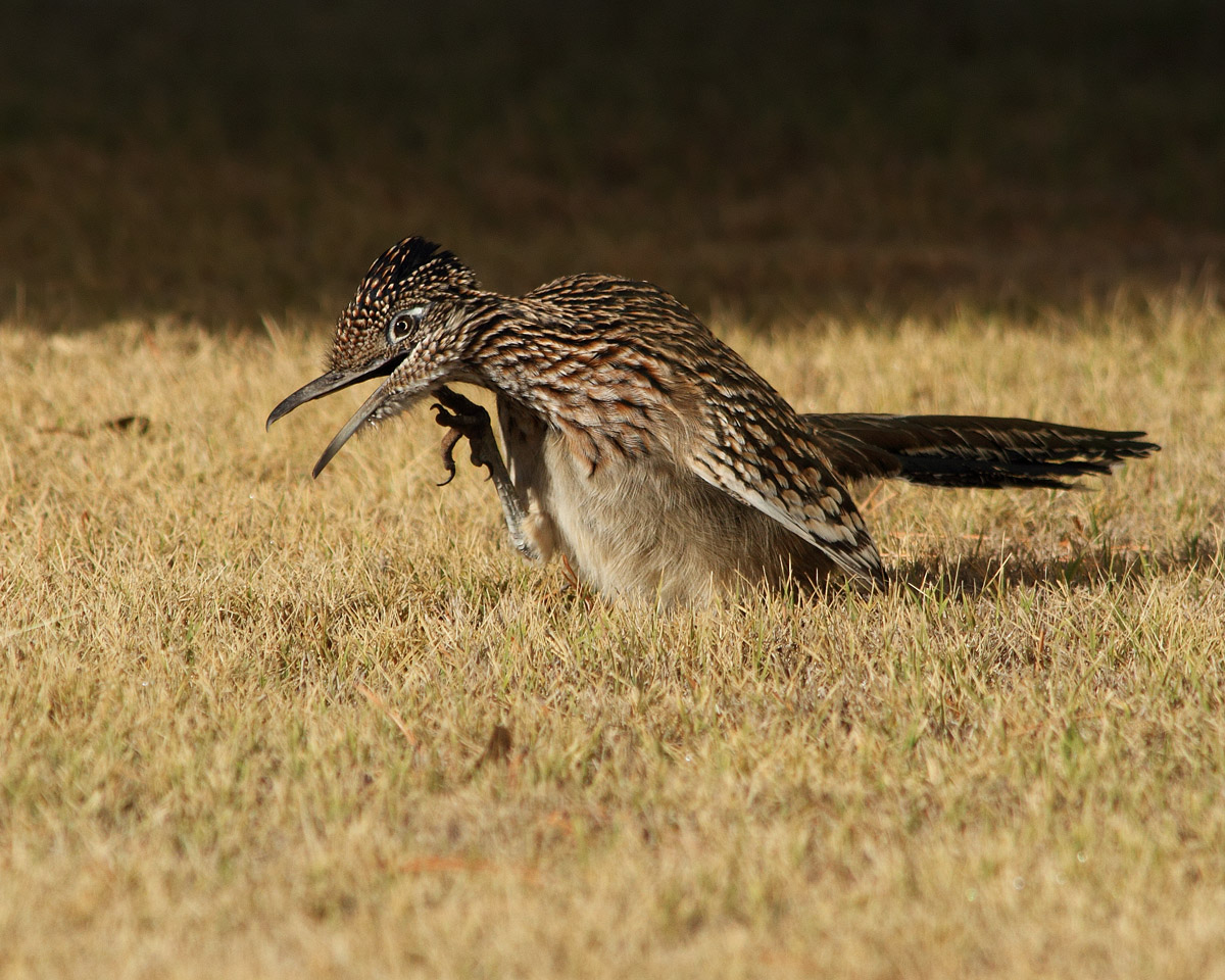 The Itch