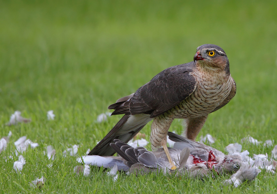 Sparrowhawk(with prey)