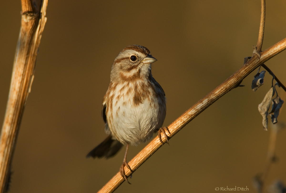 Song Sparrow