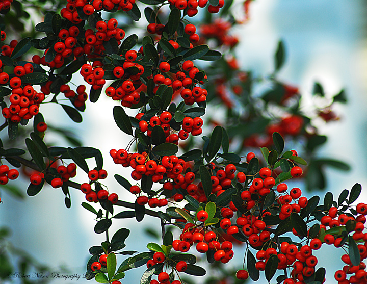 Very Berry