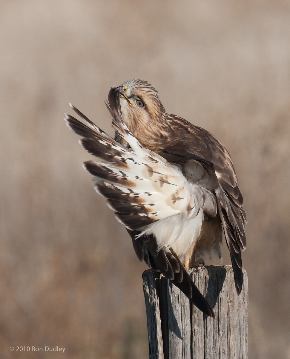 Rough-legged Hawk