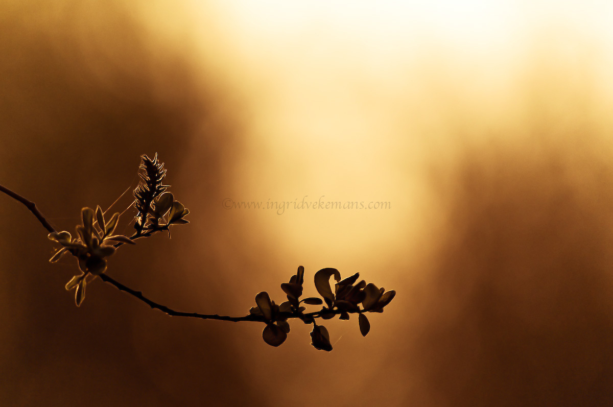 A Fine Spring