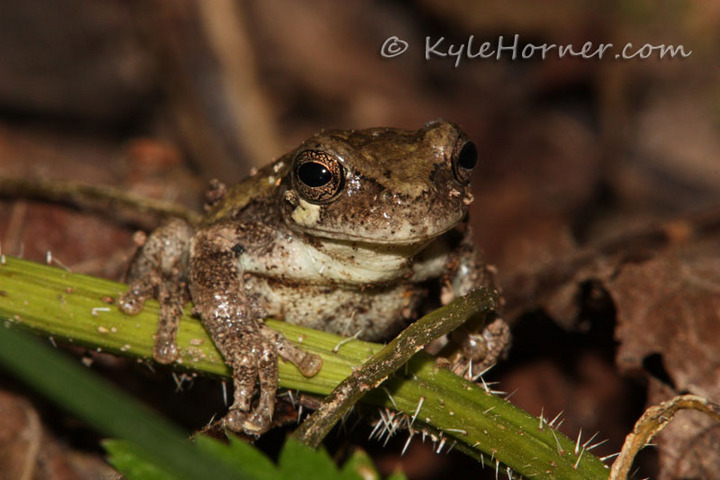 Bird-voiced Treefrog