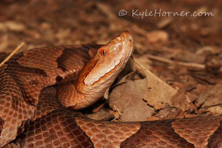 Northern Copperhead
