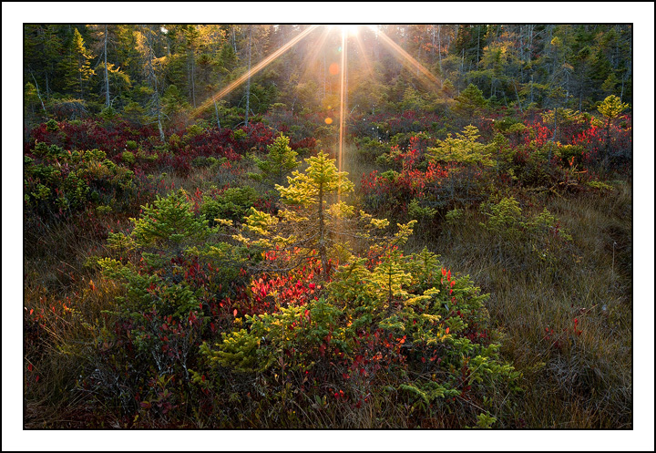 Light "Fen"tastic w/repost