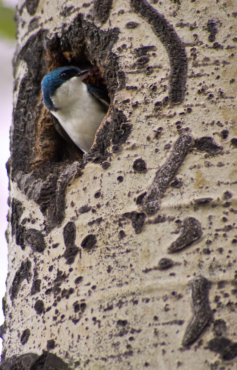 Tree Swallow