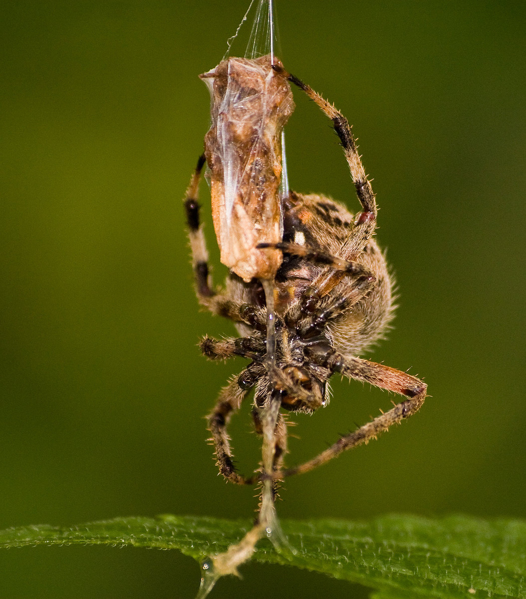 Another Spider Image