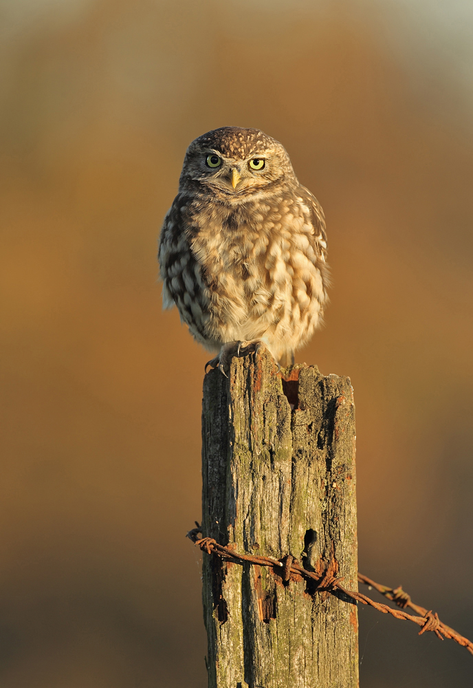 Autumn Little Owl