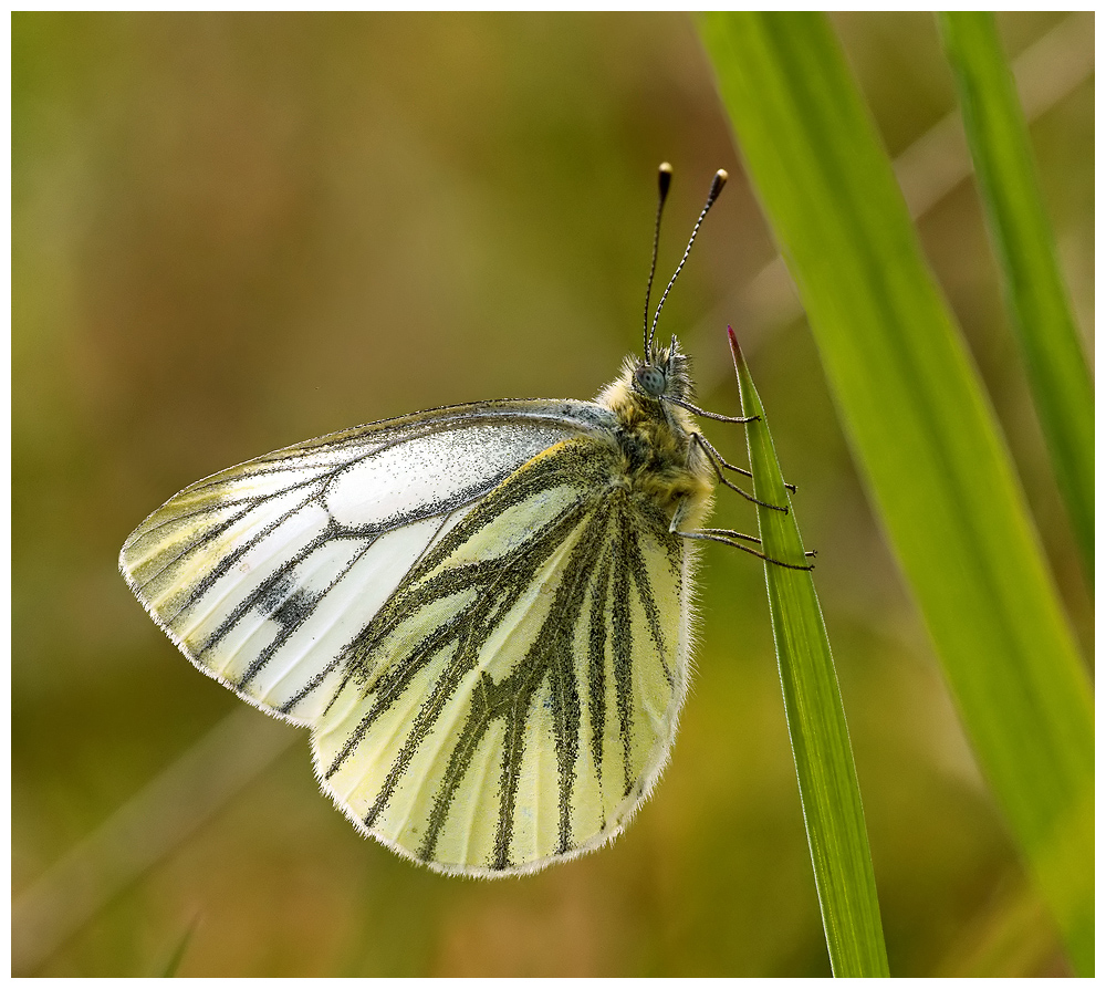 Green-veined White