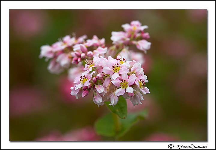 Buckwheat 3