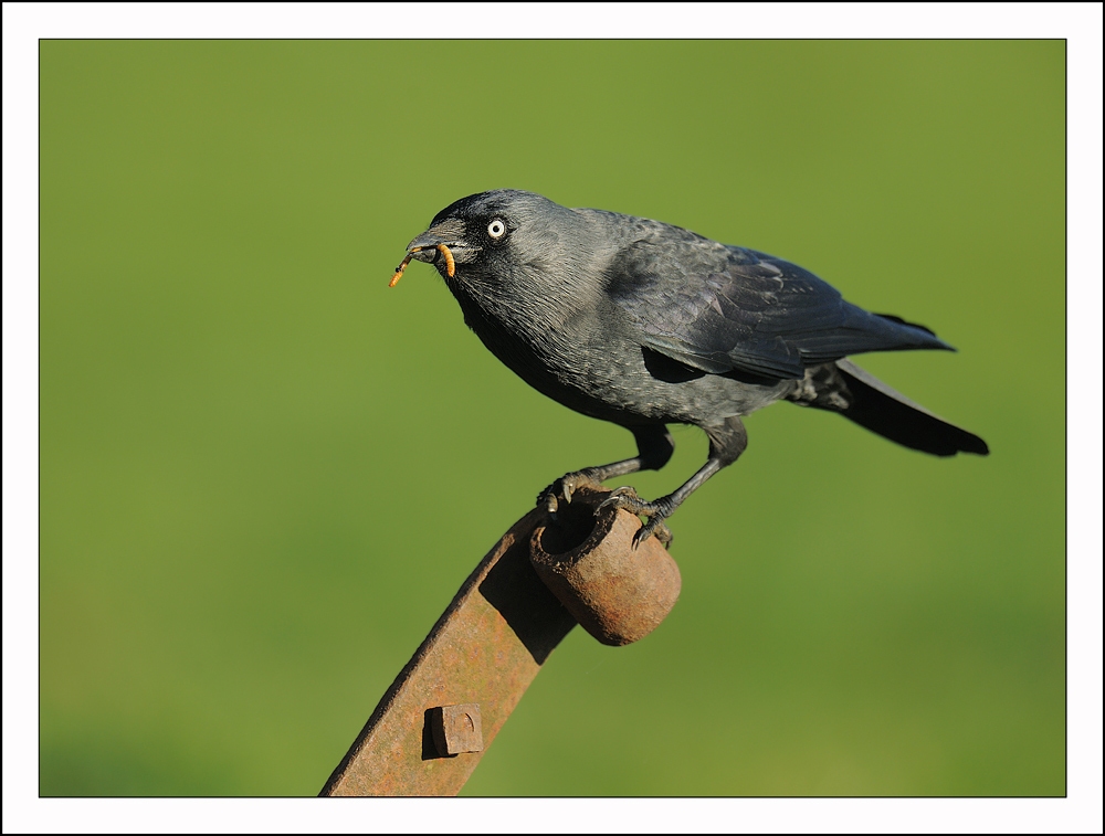 Jackdaw