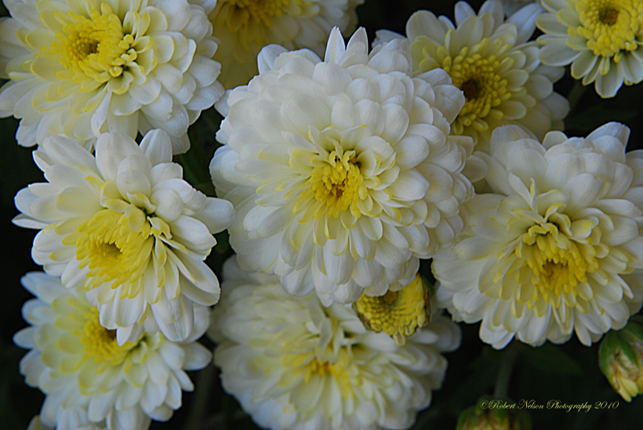 Crysanthemum
