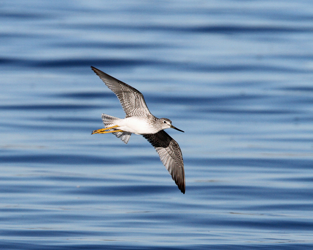 Greater Yellowleg