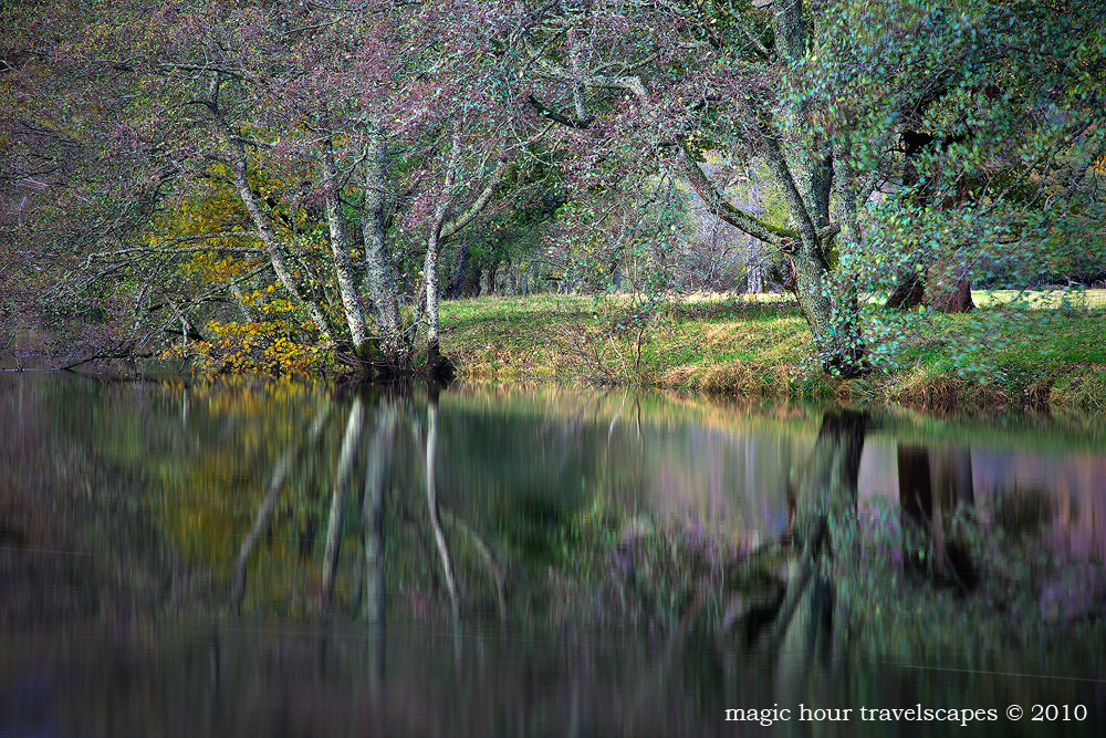 Birch Reflections