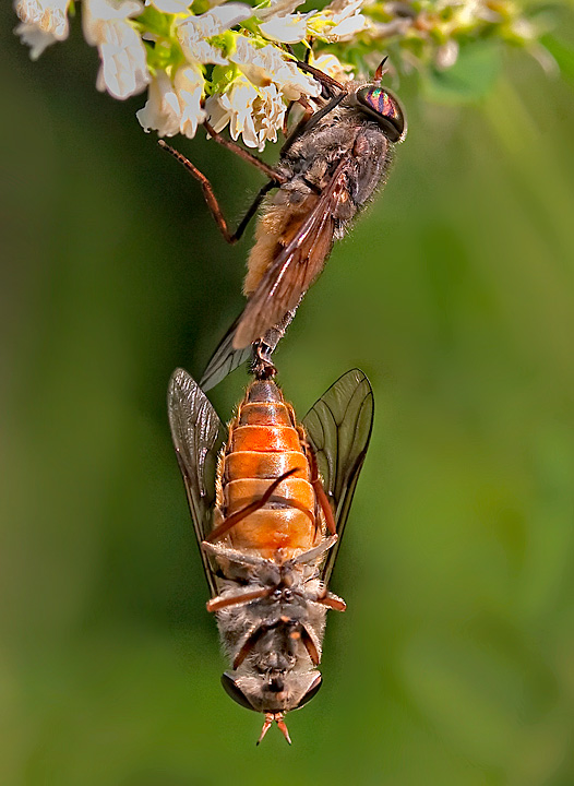 Deer Flies Mating