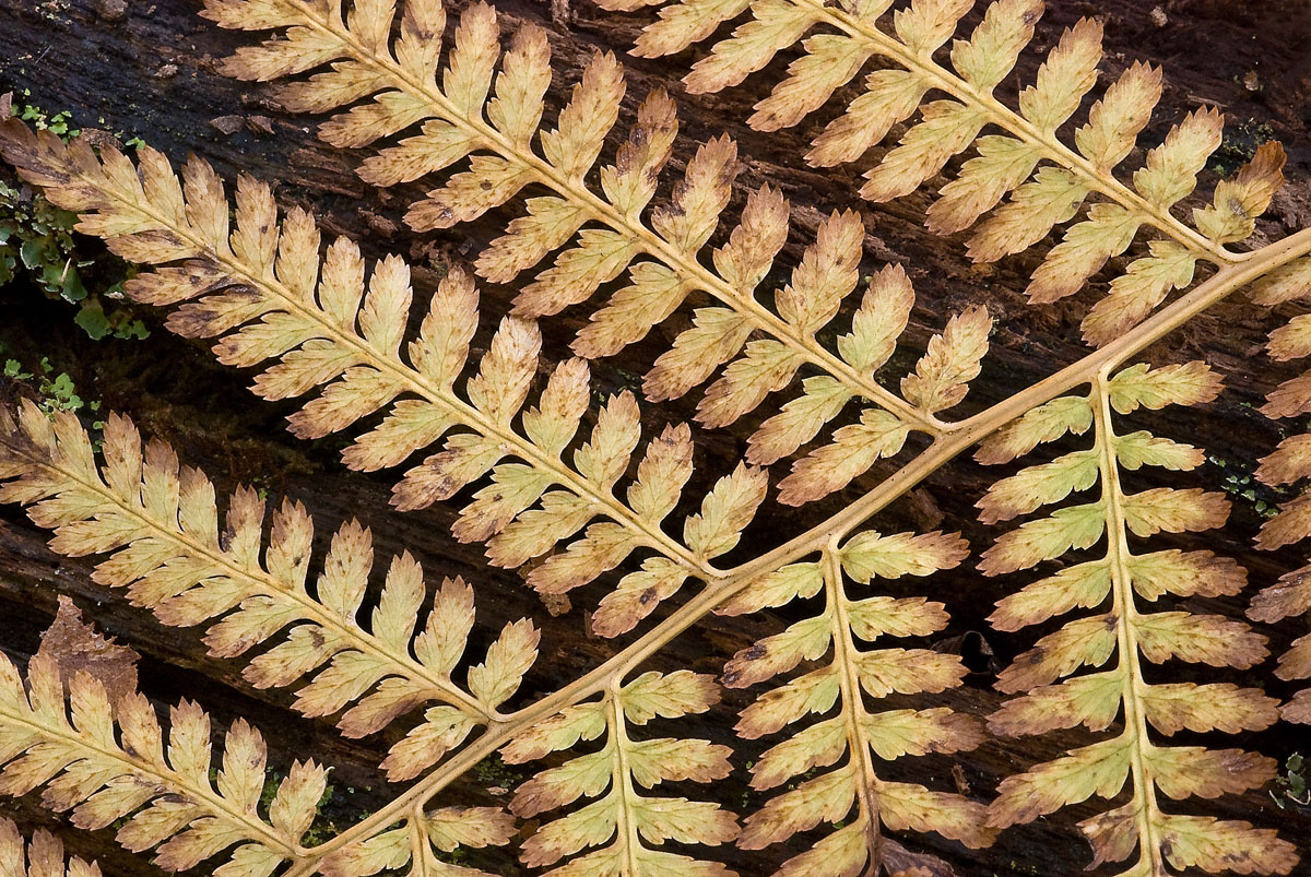 Past Its Prime