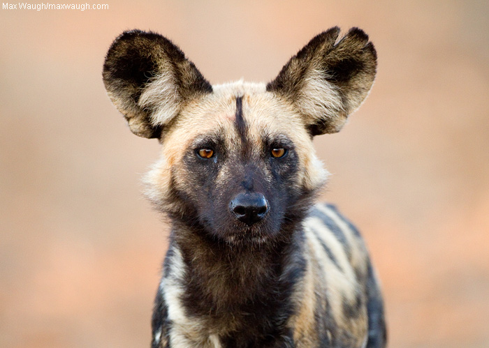 What Big Ears You Have