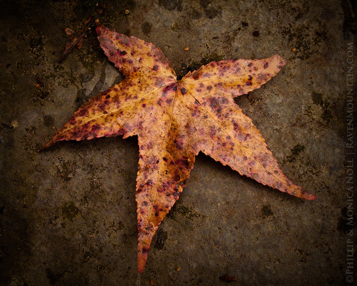 Sweet Gum