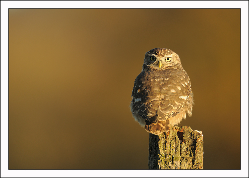 Little Owl