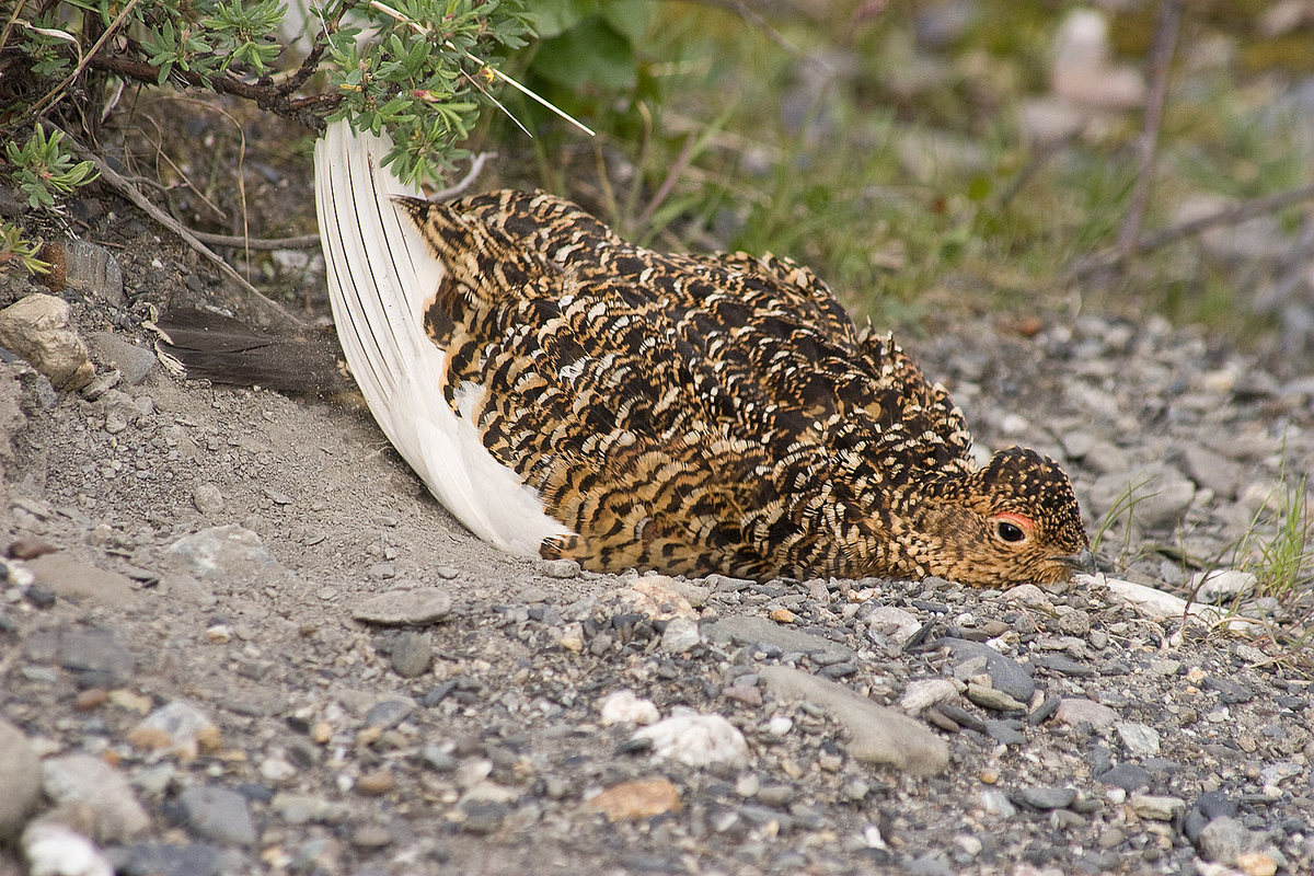 Willow Ptarmigan
