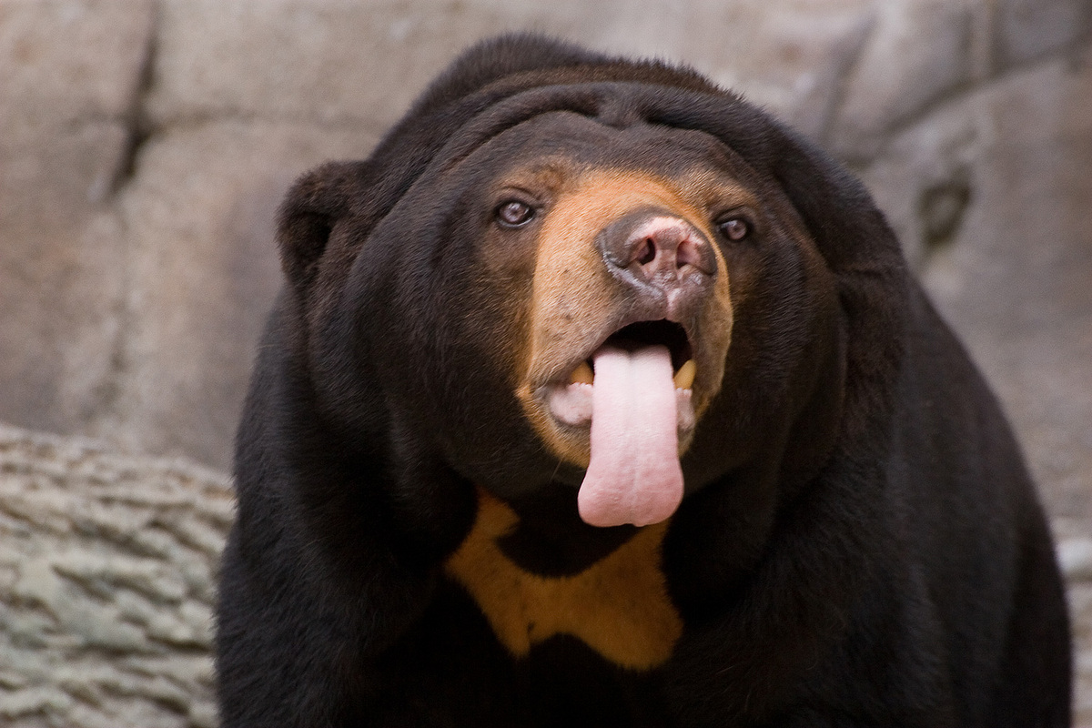 Sun Bear