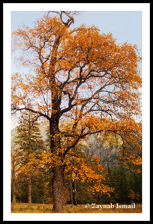 Autumn Oak