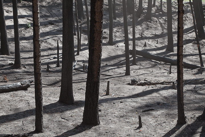 WC458  Medano Burn Area
