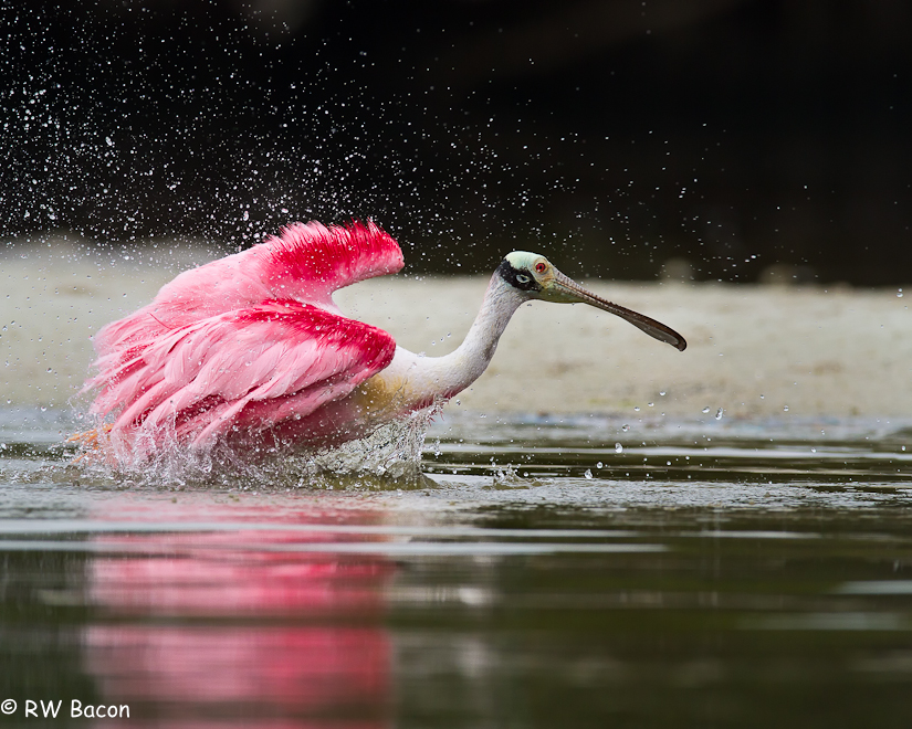 Roseate Spoonbill