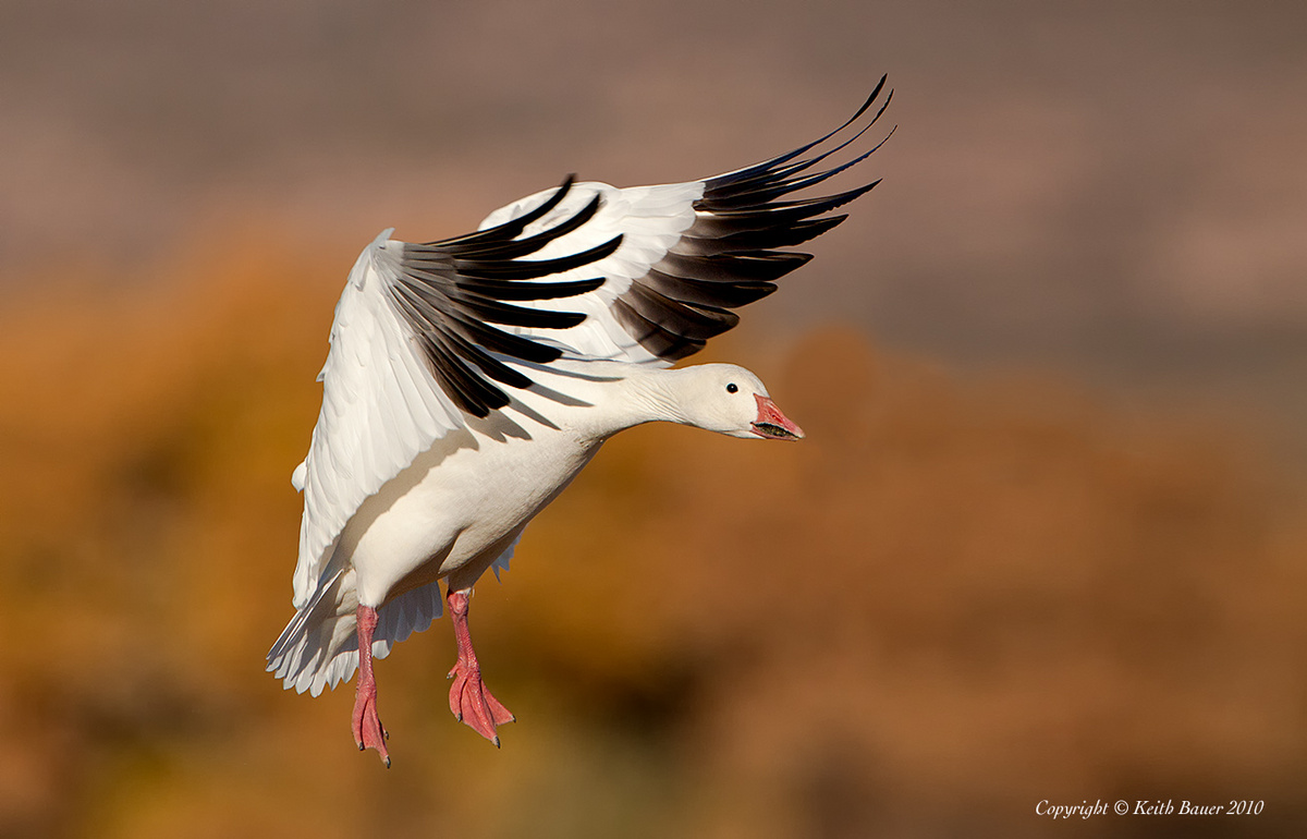 Snow Goose Landing
